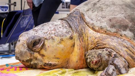 375-pound sea turtle returns to the ocean after leech infestation and flipper injuries