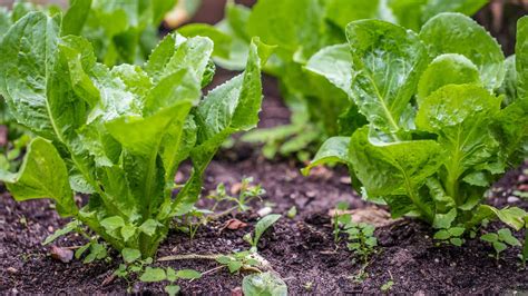 Growing Endive: Planting, Caring For, and Harvesting This Versatile Green