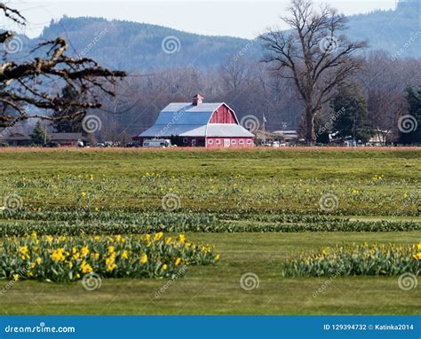 Farmlands with Daffodil Fields in Washington State, USA Stock Photo ...