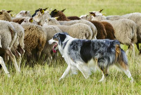 14 Best Farm Dog Breeds Highland Canine Training | lupon.gov.ph