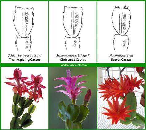 Is it a Thanksgiving, Christmas or Easter Cactus? - World of Succulents