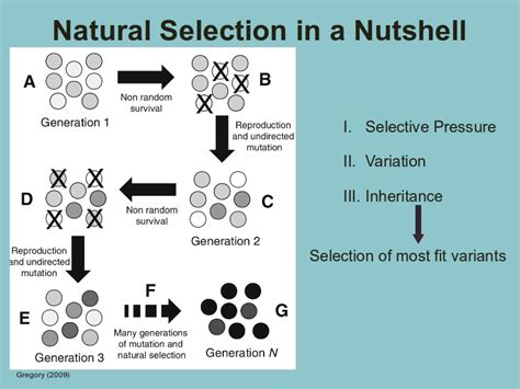 Natural Selection Diagram