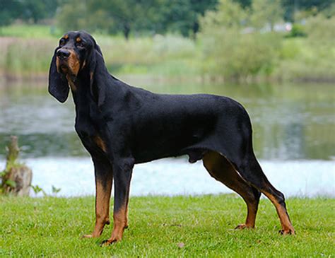 LIFE SPAN OF BLACK AND TAN COONHOUND