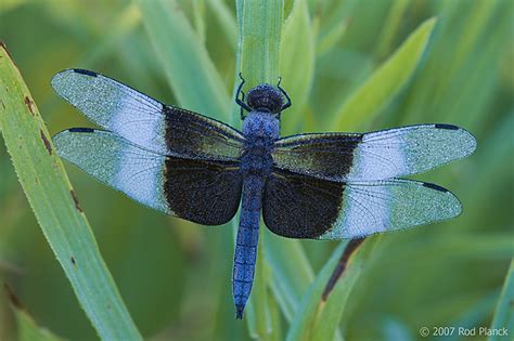 Widow Skimmer Dragonfly, (Libellula luctuosa), Summer, Michigan | Rod Planck Photography