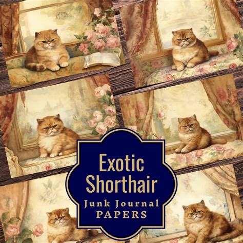 Exotic Shorthair Cat Junk Journal Pages Black Cat Double Junk Journal ...