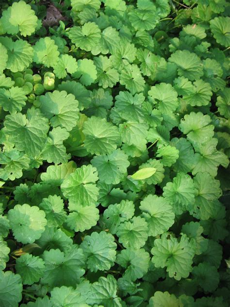 creeping ground cover plant ID (wildcrafting forum at permies)