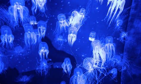 The Best Aquarium in Myrtle Beach South Carolina - Wiki Point