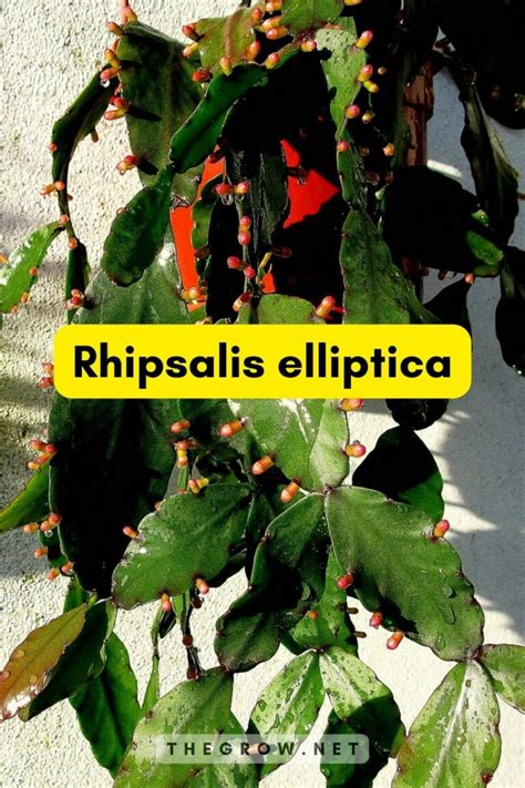 25 Common And Rare Rhipsalis Varieties (With Pictures) | TheGrow