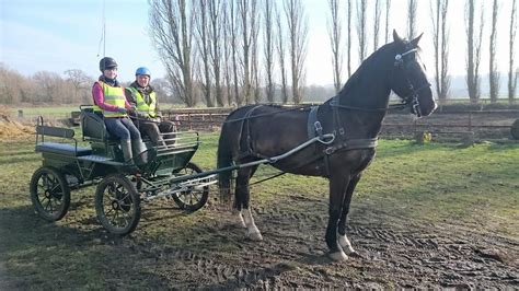 Carriage Driving Lessons | Instruction | Introductory taster sessions - D K Carriage Horses ...