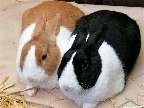 Dutch For Sale | Rabbits | Breed Information | Omlet