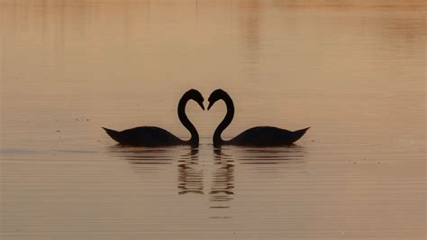 Two swans, lake Wallpaper 3840x2160 4K Ultra HD