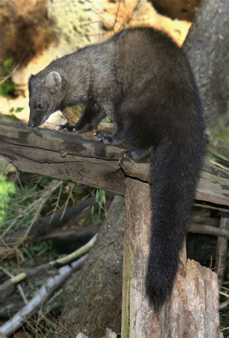 Pacific Northwest Forests: Sustaining Wildlife, People and the Planet ...