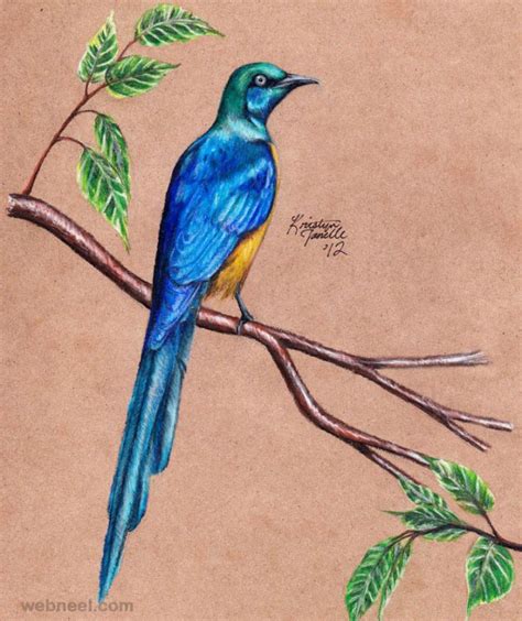 Bird Drawing 12