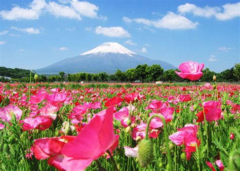 5 Gorgeous Mount Fuji and Flowers Viewing Spots For Spring and Summer | LIVE JAPAN travel guide