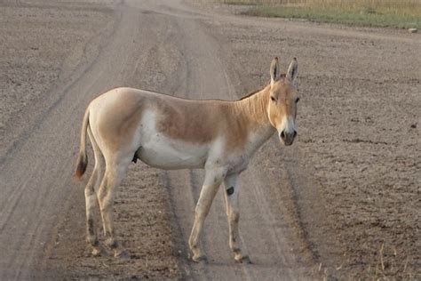 Wildlife Gujarat: isolated pockets in immediate need of conservation