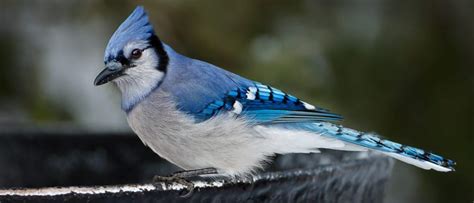 15 FUN & INTERESTING Facts about Blue Jays! [2020] - Bird Watching HQ