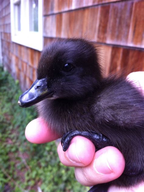 Cayuga duckling, one day old, here on the farm. Duck And Ducklings, Cute Ducklings, Pet Ducks ...