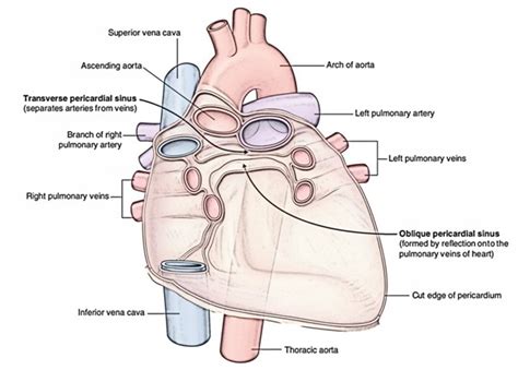 Easy Notes On 【Heart】Learn in Just 4 Minutes!