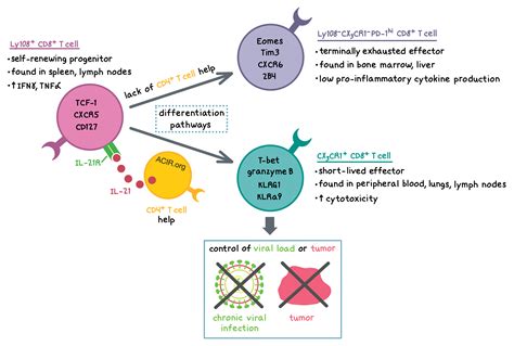 Without CD4+ T cell help, cytotoxic effectors would not exist