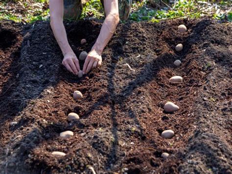 How to Plant Potatoes | Grilling and Summer How-Tos, Recipes and Ideas ...