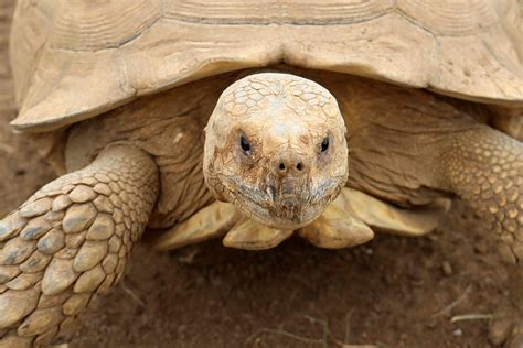 A Guide to Caring for Sulcata Tortoises as Pets