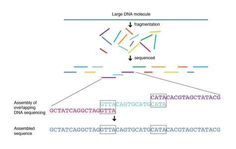 Shotgun Sequencing