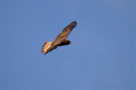 Swamp Harrier Pictures and Photos - Photography - Bird | Wildlife | Nature - Christopher Taylor