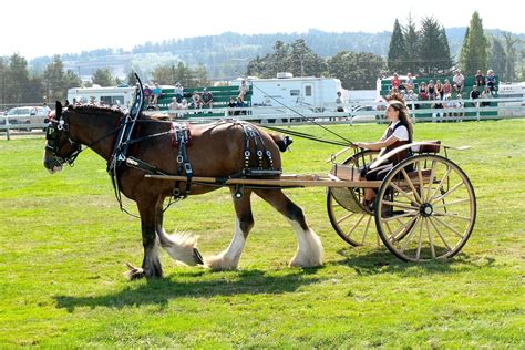 ArtStation - Clydesdale Horses with Cart + Full Harness | 110+ Photos | Horse Reference Photos ...