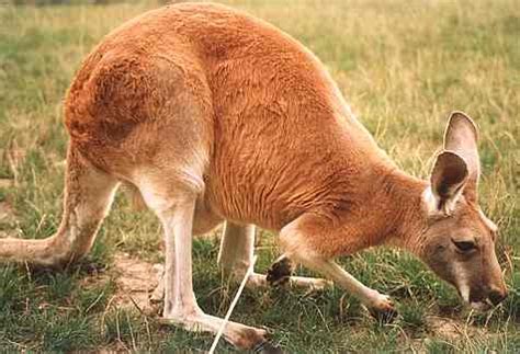 Animalians - kangaroos