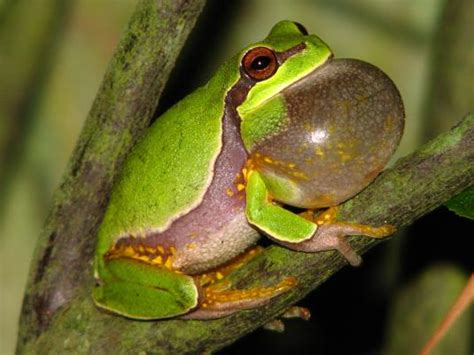 Pine Barrens Tree Frog Facts and Pictures