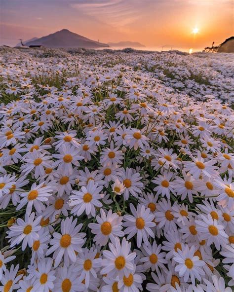 Aesthetic Daisy Field Ideas – Mdqahtani