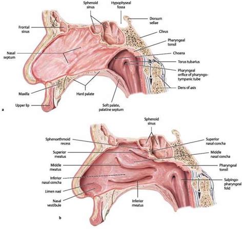 Nasal Septum Anatomy