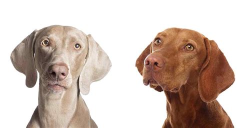 Vizsla vs Weimaraner - Do You Know How To Tell The Difference?