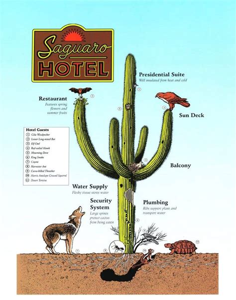 17 Desert Botanical Garden Map Ideas You Must Look | SharonSable