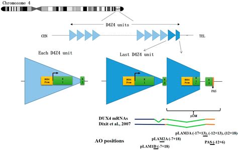 Genes | Free Full-Text | Antisense Oligonucleotides Used to Target the DUX4 mRNA as Therapeutic ...