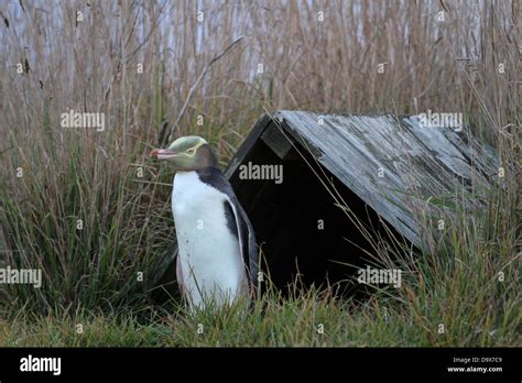 yellow eyed penguin habitat Stock Photo - Alamy