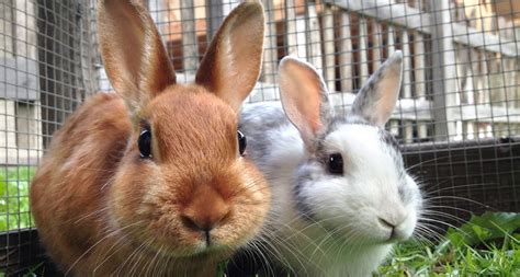 Rabbit Rescue: These Organizations are Committed To Saving Lives | BeChewy