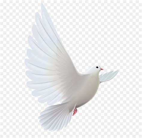 Columbidae Bird Photography - A white dove wings png download - 1543* ...