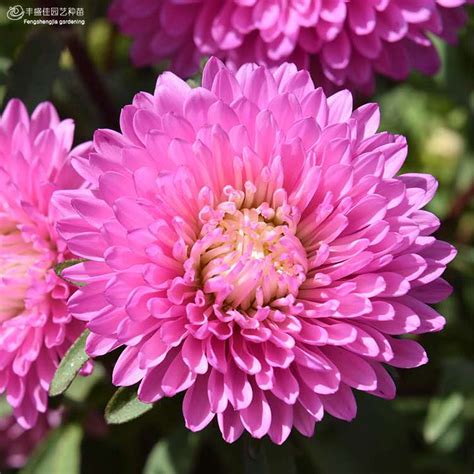 Wholesale Callistephus Chinensis Floriculture 1000 seeds China aster ...