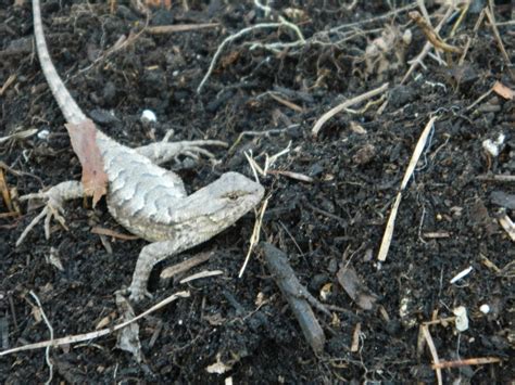 Arkansas Nature Boy: Our Friend the Fence Lizard