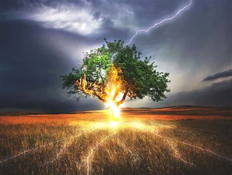 Why Does Lightning Sometimes Cause Trees To Explode? » ScienceABC