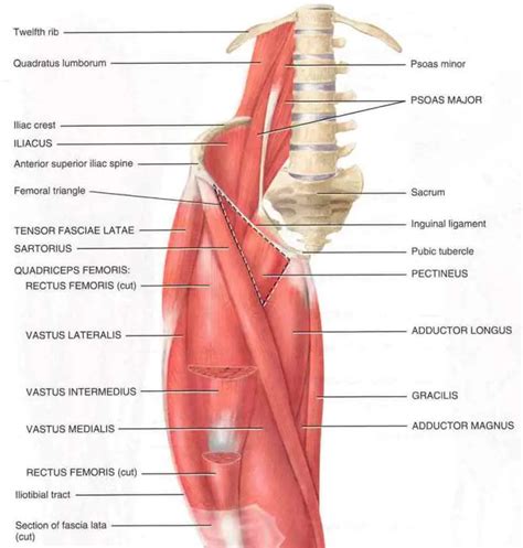 Iliopsoas Tendinitis & Syndrome | Treatment & Prevention