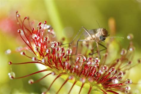 Facts About the Sundew Plant | Hunker