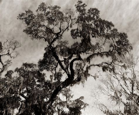 Wise Old Tree 2 Photograph by Raymond Earley - Fine Art America