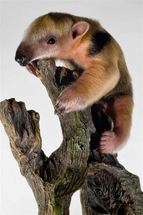 A Baby Tamandua (Anteater) Born at The Staten Island Zoo