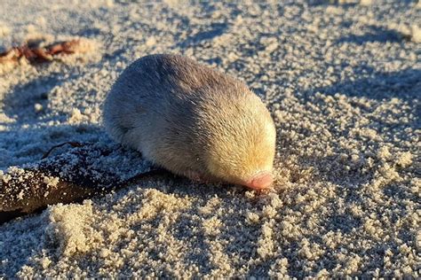 Long-lost species of golden mole found and photographed for first time