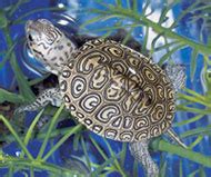 The Mighty Terrapin - Reptiles Magazine