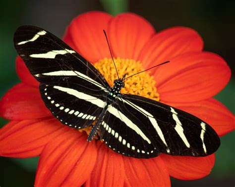 Zebra Longwing Butterfly – FotoOwl