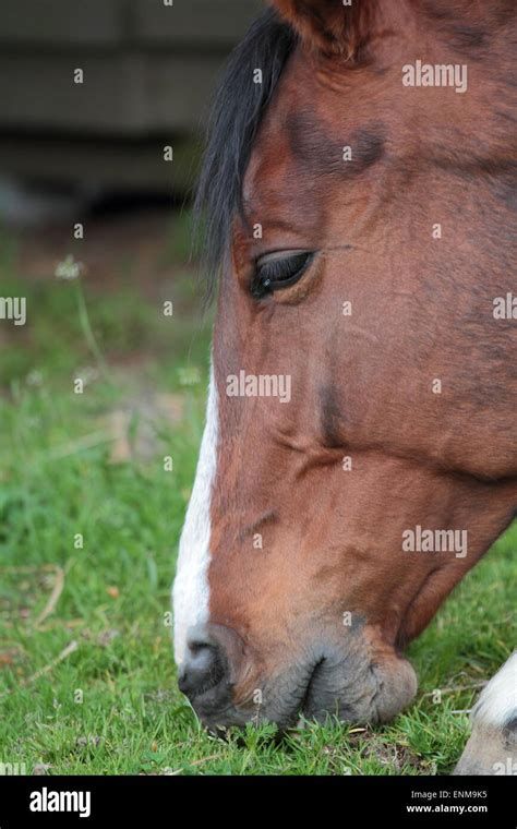 Horse Eating Grass Stock Photo - Alamy