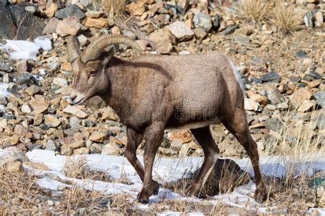 Mammals of Colorado. Colorado Rocky Mountain Bighorn Sheep Stock Image - Image of calf, herd ...